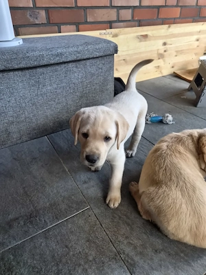 wunderschöne Labrador Welpen suchen ein Zuhause Bild 7