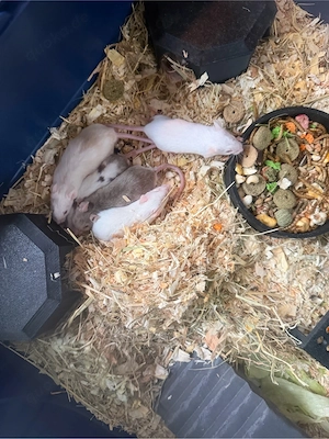 Farbmäuse, Vielzitzen & Ratten 
