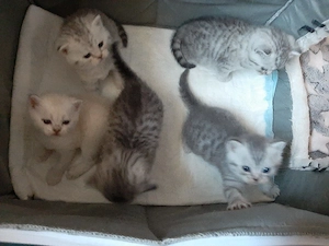Nur noch 2 Kitten frei! BKH British Kurzhaar Silver-, black-tabby ab September abgabebereit   