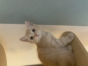 British Kurzhaar Kitten zu verkaufen 