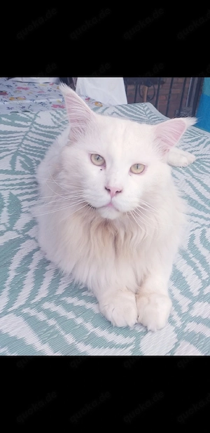 Verschmuster weißer Maincoon Kater sucht liebevolles Zuhause!