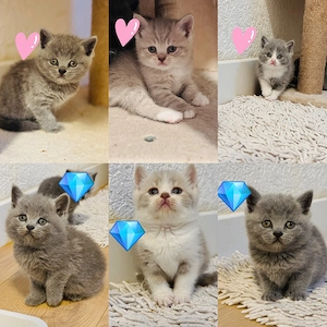 Bkh Kitten