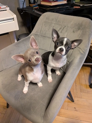 2 süße Chihuahua Welpen 