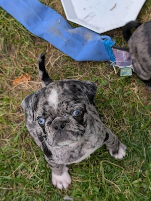 Mops Welpen ab Mitte August zu verkaufen.