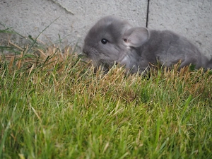 Chilla Weibchen sucht ein neues Zuhause