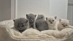 Britisch kurzhaar bkh kitten zu verkaufen 