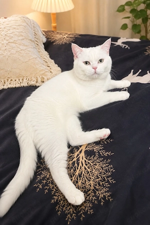 Bkh Kater 