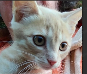 Nur noch 4 Kitten: Bonnie, Fiby, Rio, Lio suchen ihr Zuhause   