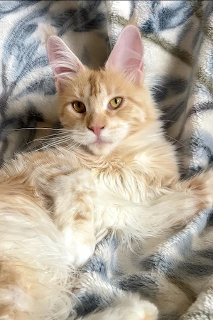 Ein süßes, 3 Monate altes Maine-Coon-Kätzchen sucht ein liebevolles Zuhause für immer.   
