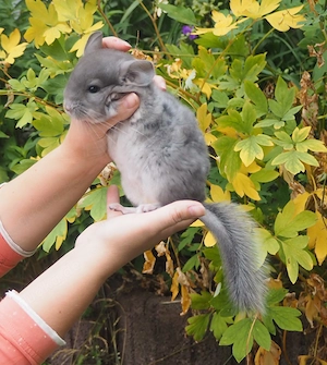 Chilla Böckchen