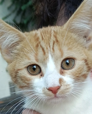 Nur noch 4 Kitten: Bonnie, Fiby, Rio, Lio suchen ihr Zuhause   