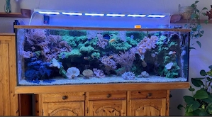 700-Liter-Aquarium komplett mit Technik und Besatz abzugeben