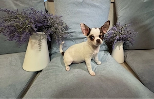 Kurzhaar Chihuahua, Rüde, Welpe sucht neues Zuhaus, Chihuahua Welpe