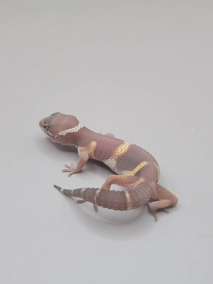 Leopardgecko TSM Black Night Mandarin Tangerine Tremper 