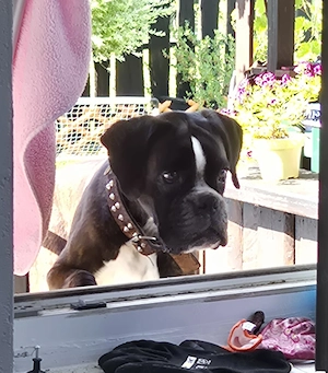 Neues Kapitel für unseren Hund 