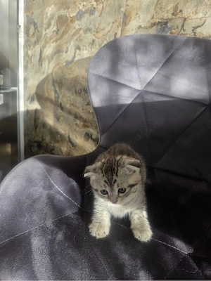 Babykatzen