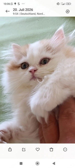  Blh katzen