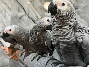 Männchen & Weibchen verfügbar
