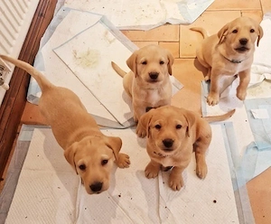 Labrador-Retriever-Welpen (Rüden und Hündinnen) verfügbar