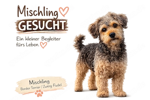 +++ Mischling wanted +++ Kleine(r) Lebensgefährt(in) gesucht +++