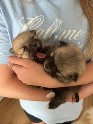 Zwergspitz Pomeranian 