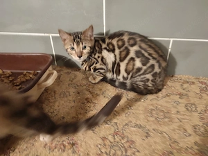 Bengal Katze Kater Kittem Bild 9