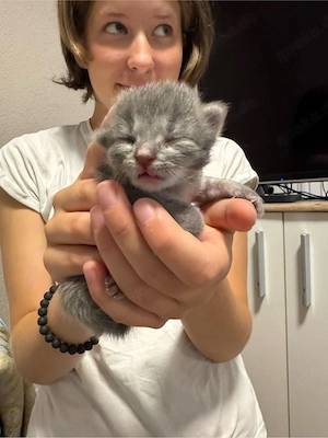 Maine Coon babys ab 28 sep. abgabebereit