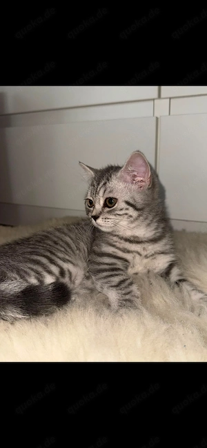  BKH-Kitten suchen ein neues Zuhause 