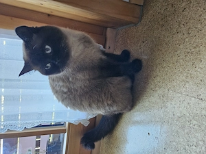 Liebesvolles Zuhause gesucht für BKH Mädchen