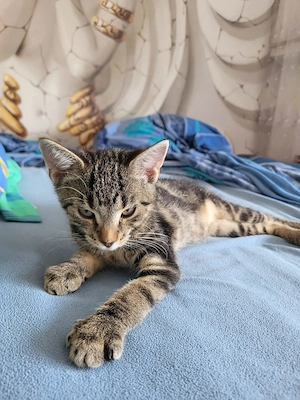 1 Baby-Kitten suchen ein liebevolles Zuhause 