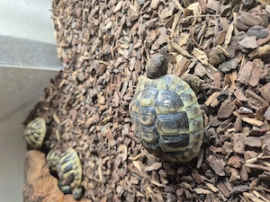 Kleine griechische und maurische Landschildkrötennachzuchten 2025