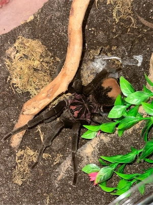 1.0 Xenesthis Immanis