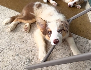 4 zauberhafte Border Collie Welpen suchen ihr neues Zuhause