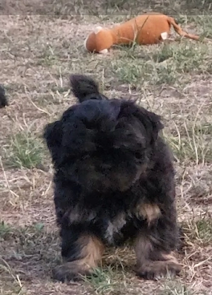 Shizu mal Pekinese