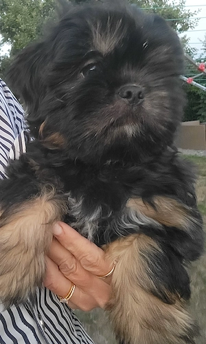Shizu mal Pekinese
