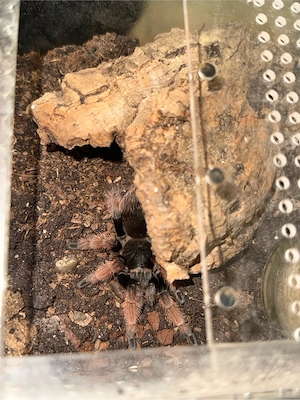 0.1 Brachypelma Klaasi