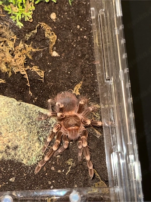 0.1 Acanthoscurria Geniculata