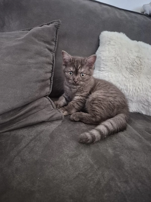 BKH kitten ab sofort abgabebereit 