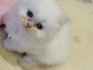  Perser Kitten 