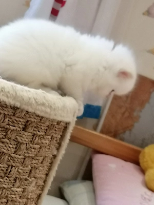  Perser Kitten geimpft, gechipt  Bild 5