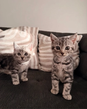 BKH Tabby silver ekh mix