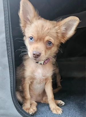 *Macy* Chihuahua Zuckerschnute mit blau grünen Augen (vom Hundetrainer mit Zubehör und Ausbildung)