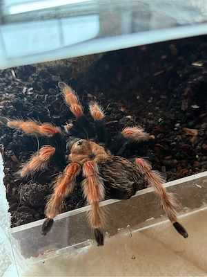 0.1 Brachypelma Boehmei