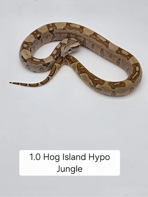 Boa constrictor