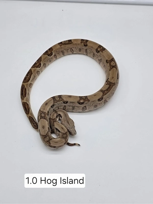 Boa constrictor
