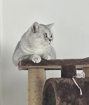    Wunderschöner Deckkater BKH sucht ein neues Zuhause