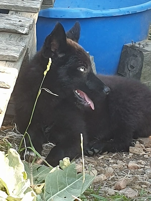 Blue sucht ein zu Hause ! 