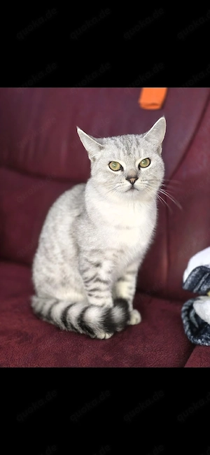 Bkh Kater zuverkaufen 