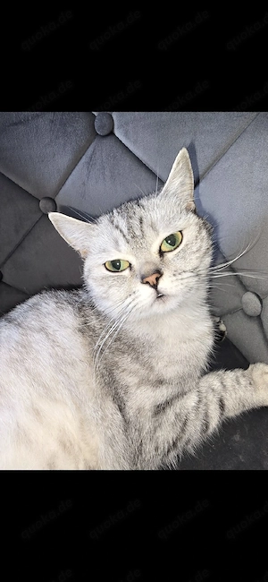 Bkh Katzen zuverkaufen 