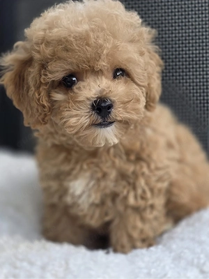 3 Wunderschöne Maltipoo Welpen